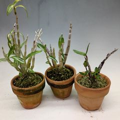 超メルカリ市便乗商品】富貴蘭「小天玉」（割子）+「中野覆輪」二点