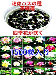 ミニハスの種 茶碗蓮 ハスの種 蓮の種 屋内外植付け可能 お得な値段