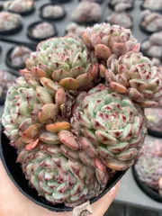 多肉植物　P1388　シロデブ　21株　抜き苗　エケベリア　セダム　アエオニウム　韓国苗　寄せ植え　詰め合わせ