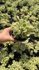 多肉植物　P1157　シロクマ　20株　抜き苗　エケベリア　セダム　アエオニウム　韓国苗　寄せ植え　詰め合わせ