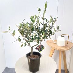 モナデニウム マグニフィカム【現品】☆希少☆ 観葉植物 塊根植物