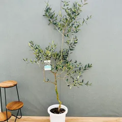 ［現品］【希少】E  オリーブ　アスコラーナ　8号　観葉植物　レア　ベランダ　オリーブの木 おしゃれ 植木のサムネイル