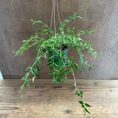 ホヤ　ベラ　①　現品　Hoya lanceolata ssp. bella サクララン 桜蘭 セブンスター 観葉植物 観葉 植物 つる性植物 つる性 吊るす 吊り下げ ハンギング インテリア プレゼント グリーン アートプランツのサムネイル