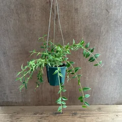 ホヤ　ベラ ②  Hoya lanceolata ssp. bella サクララン 桜蘭 セブンスター 観葉植物 観葉 植物  つる性植物 つる性 吊るす 吊り下げ ハンギング インテリア プレゼント グリーン アートプランツのサムネイル