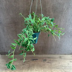 ホヤ　ベラ ③ Hoya lanceolata ssp. bella サクララン 桜蘭 セブンスター 観葉植物 観葉 植物 つる性植物 つる性 吊るす 吊り下げ ハンギング インテリア プレゼント グリーン アートプランツのサムネイル