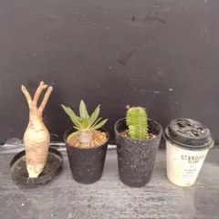 A086 「イベント品」P.グラキリスSS・P.ホロンベンセ実生・E.ポリゴナ実生　抜き苗+鉢植え3株セット【発根未確認・多肉植物・塊根植物】のサムネイル