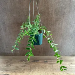 ホヤ　ベラ ④  Hoya lanceolata ssp. bella サクララン 桜蘭 セブンスター 観葉植物 観葉 植物 つる性植物 つる性 吊るす 吊り下げ ハンギング インテリア プレゼント グリーン アートプランツのサムネイル