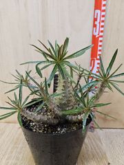 パキポディウム グラキリス 実生 5年株 鉢植え発送 5号鉢 - メルカリ