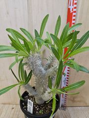 パキポディウム イノピナツム ※鉢ごと発送 - メルカリ
