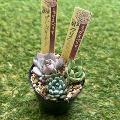 おらいさん苗 カット苗 セット 多肉植物 おらいさん苗 小苗セット - メルカリ