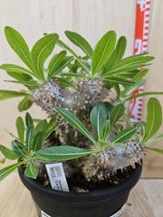 パキポディウム ブレビカリックス 現地球 塊根植物 N/OH 鉢付き - メルカリ