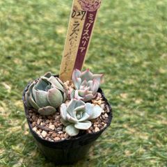 多肉植物 おらいさん苗 小苗セット - メルカリ