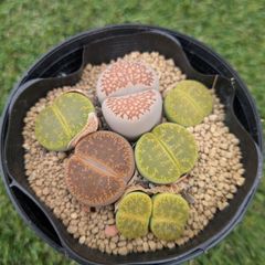 多肉植物　リトープス　訳あり　1ポット 多肉植物 リトープス 訳あり 1ポット - メルカリ