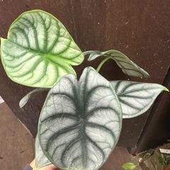 YM322 アロカシア シルバードラゴン アウレア斑入り 植物 観葉植物