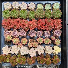 2026年最新】多肉植物 エケベリア セットの人気アイテム - メルカリ