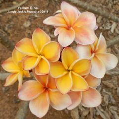プルメリア 挿し木用 枝 園芸品種Gold Coast Cotton Candy プルメリア