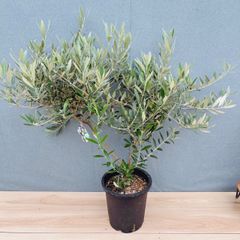 ◉カラマタ◉ オリーブの木 庭木 シンボルツリー 希少 オリーブ