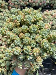 多肉植物 XY350 ラブリーローズ 16苗 土根付き エケベリア セダム
