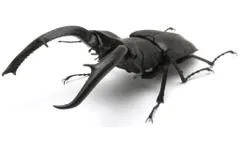 ♪) カプセルトイ トレーディング フィギュア マンディブラリスフタマタクワガタ いきもの大図鑑 くわがた02 [50]