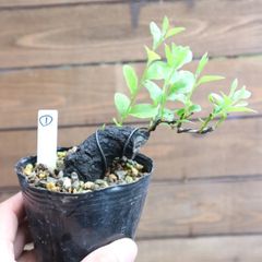 激レア！ガジュマル 石抱き 盆栽 奄美大島産 ④ - メルカリ
