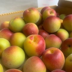 発祥の聖地 朝採り 和歌山みなべ産 南高梅 青梅 1kg - メルカリ