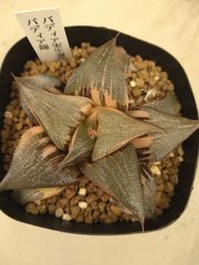 ハオルチア韓国苗　ピクタ実生中苗　多肉植物　ポコ多肉 ハオルチア韓国苗 ピクタ実生中苗 多肉植物 ポコ多肉 - メルカリ