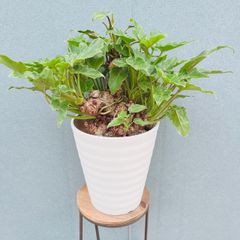 現品］♡かわいい♡ G 柱サボテン 鬼面角 ブランチ 7号 観葉植物 室内