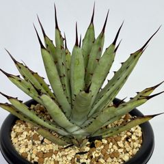 アガベ チタノタ スナグルトゥース 鉢ごと発送 匿名配送 - メルカリ