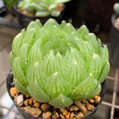 多肉植物 ハオルチア 菊日傘・2株 希少 抜き苗全量！！ - メルカリ