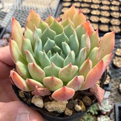多肉植物 おらいさん苗 リンゼアナ×ざわわ 抜き苗 青札なし - メルカリ