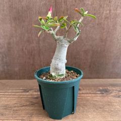 アデニウム「天空の薔薇」八重咲き 開花株 レッド - メルカリ