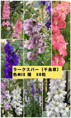 ラークスパー　千鳥草の種のサムネイル