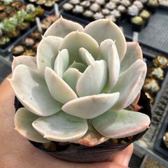 優木園さん 伊弉諾 イザナギ 多肉植物 抜き苗 - メルカリ