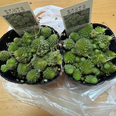 古都の葉さん苗❣️ミモザブーケ❣️札付き❗️多肉植物 抜き苗 - メルカリ