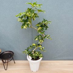現品］【希少】1番 ドラセナ ハワイアンサンシャイン 8号 観葉植物