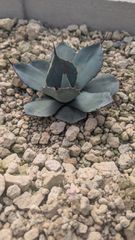 パリー　実生　アガベ 抜き苗 観葉植物 多肉植物 パリー 実生 アガベ 抜き苗 観葉植物 多肉植物 - メルカリ