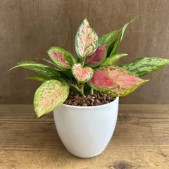 アグラオネマ　MIX （マリア・ビューティー）　白鉢　Aglaonema Silver Queen シルバー クイーン クィーン 観葉植物 観葉 植物インテリア プレゼント かわいい おしゃれ おうち時間 グリーン アートプランツ
