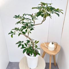 シェフレラ ミルキー 斑入り 希少 曲げ樹形 観葉植物 美形 陶器鉢次