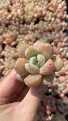 新入荷　ハクロ　鮮やかな105苗セット　土と根付き　多肉植物　エケベリア　セダム　韓国苗　詰め合わせ　寄せ植え　X901