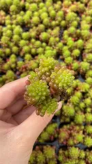 新入荷　ベリー　鮮やかな105苗セット　土と根付き　多肉植物　エケベリア　セダム　韓国苗　詰め合わせ　寄せ植え　X941