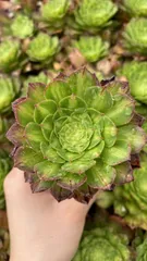 新入荷　チヒ　鮮やかな50苗セット　土と根付き　多肉植物　エケベリア　セダム　韓国苗　詰め合わせ　寄せ植え　X950