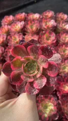 新入荷　ユンホー　鮮やかな50苗セット　土と根付き　多肉植物　エケベリア　セダム　韓国苗　詰め合わせ　寄せ植え　X956