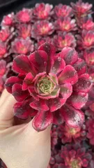新入荷　ブラックカッパーホワイト　鮮やかな50苗セット　土と根付き　多肉植物　エケベリア　セダム　韓国苗　詰め合わせ　寄せ植え　X958