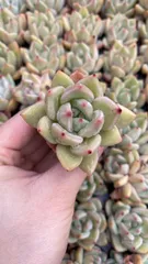 新入荷　シャンペン　鮮やかな105苗セット　土と根付き　多肉植物　エケベリア　セダム　韓国苗　詰め合わせ　寄せ植え　X979
