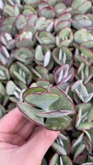 新入荷　ハクビ　鮮やかな128苗セット　土と根付き　多肉植物　エケベリア　セダム　韓国苗　詰め合わせ　寄せ植え　X981
