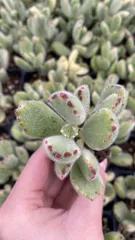 新入荷　シロクマ　鮮やかな72苗セット　土と根付き　多肉植物　エケベリア　セダム　韓国苗　詰め合わせ　寄せ植え　X984