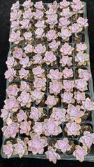 新入荷 シラク 鮮やかな72苗セット 土と根付き 多肉植物 エケベリア