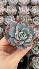 新入荷　ヘラ　鮮やかな72苗セット　土と根付き　多肉植物　エケベリア　セダム　韓国苗　詰め合わせ　寄せ植え　X990