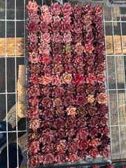 新入荷 ビロード 鮮やかな105苗セット 土と根付き 多肉植物 エケベリア
