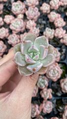 在庫処分 15種類の土と根付き105苗セット 多肉植物の大満足パック